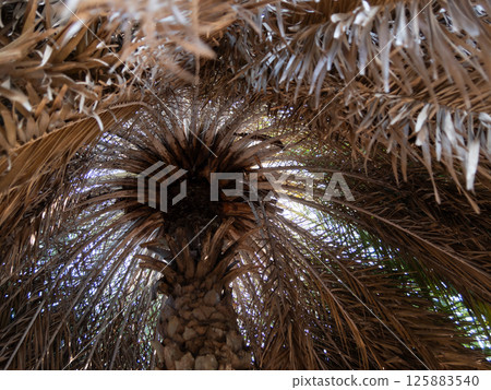 Exploring nature's grandeur palm tree canopy tropical location lush environment upward view serenity Exploring nature's grandeur palm tree canopy tropical location lush environment upward view serenity 125883540