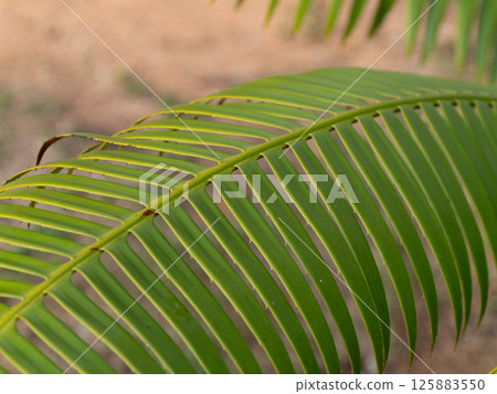 Exploring nature's beauty close-up of a vibrant green palm leaf tropics 125883550