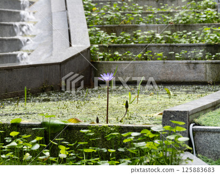 Tranquil water lily blooming urban garden steps nature scene serene atmosphere close-up view 125883683