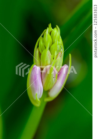 Bell daffodil bud 125883813