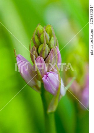 Bell daffodil bud 125883814