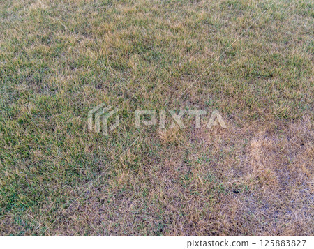 Local park's dry grass faces environmental challenges striving to thrive in outdoor setting Local park's dry grass faces environmental challenges striving to thrive in outdoor setting 125883827
