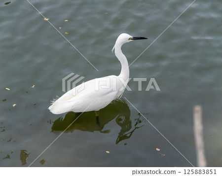 Elegant egret wading in serene waters nature tranquil environment close-up view 125883851