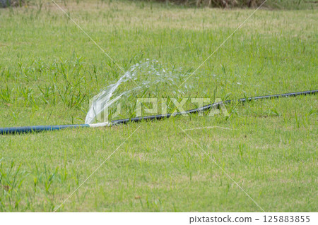 Watering grass using sprinkler system home garden nature outdoor close-up irrigation tips Watering grass using sprinkler system home garden nature outdoor close-up irrigation tips 125883855