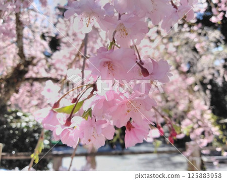 Cherry blossom petals shining through the spring light Cherry blossom petals shining through the spring light 125883958