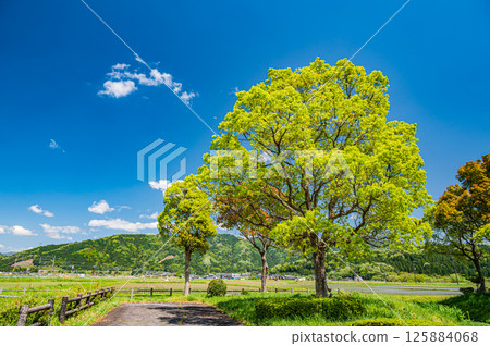 Fresh green trees along Lake Yogo, Yogo Town, Nagahama City, Shiga Prefecture Fresh green trees along Lake Yogo, Yogo Town, Nagahama City, Shiga Prefecture 125884068