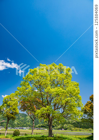 Fresh green trees along Lake Yogo, Yogo Town, Nagahama City, Shiga Prefecture Fresh green trees along Lake Yogo, Yogo Town, Nagahama City, Shiga Prefecture 125884069