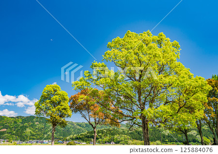 Fresh green trees along Lake Yogo, Yogo Town, Nagahama City, Shiga Prefecture Fresh green trees along Lake Yogo, Yogo Town, Nagahama City, Shiga Prefecture 125884076