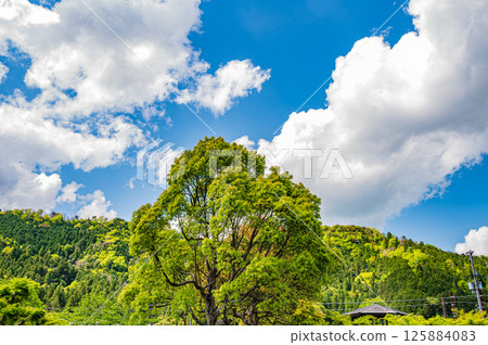 Fresh green trees along Lake Yogo, Yogo Town, Nagahama City, Shiga Prefecture Fresh green trees along Lake Yogo, Yogo Town, Nagahama City, Shiga Prefecture 125884083