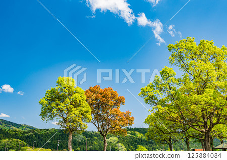 Fresh green trees along Lake Yogo, Yogo Town, Nagahama City, Shiga Prefecture 125884084