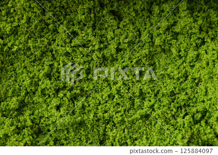 Wolffia or watermeal texture background, Healthy edible small aquatic plant high protein and fiber 125884097