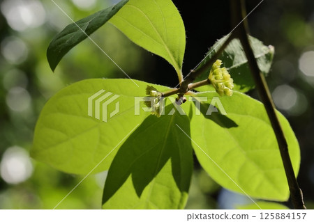 Nature Plants Kuromoji, female flowers in mid-April. They bloom after the leaves have fully expanded. 125884157