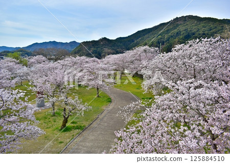 櫻花，櫻花樹，錦帶橋，山口 125884510