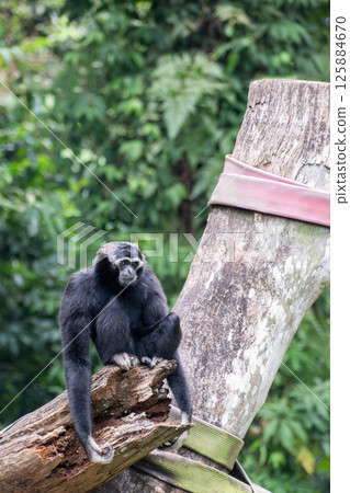 Black gibbon or Nomascus sitting on a log in a lush green tropical rainforest. 125884670