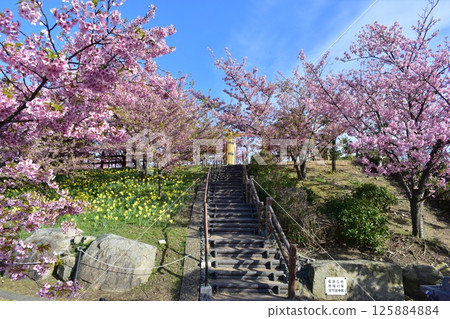 河津櫻花、水仙花、上關城山歷史公園、山口 河津櫻花、水仙花、上關城山歷史公園、山口 125884884