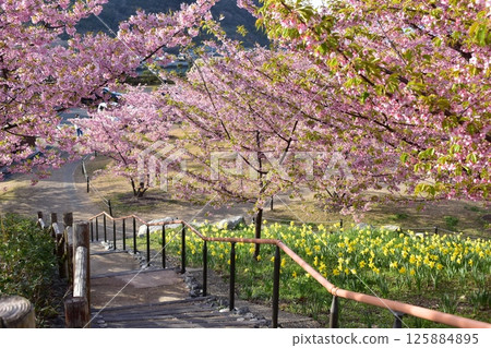 Kawazu cherry blossoms, daffodils, Kaminoseki Shiroyama Historical Park, Yamaguchi 125884895