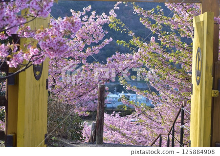 河津櫻花、水仙花、上關城山歷史公園、山口 125884908
