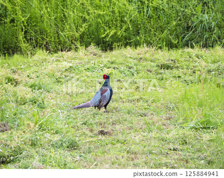 Pheasant in the Field 125884941