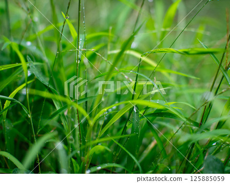 Fresh nature Close up Grass leaf with water dew drop after rain. Fresh nature Close up Grass leaf with water dew drop after rain. 125885059