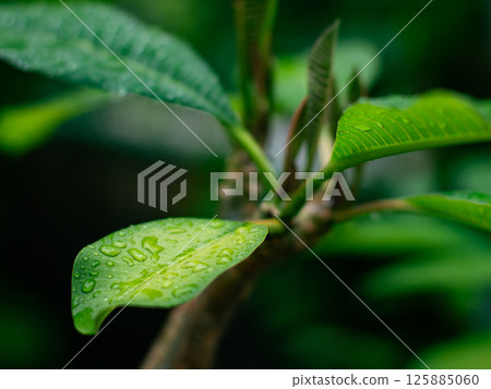 Fresh nature Close up Green leaf with water dew drop after rain. Fresh nature Close up Green leaf with water dew drop after rain. 125885060