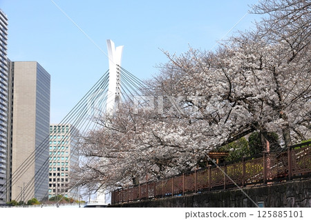 東京城市景觀：石川島公園的櫻花 125885101
