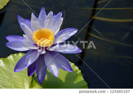 一朵充滿活力的藍色熱帶睡蓮 一朵充滿活力的藍色熱帶睡蓮 125885187