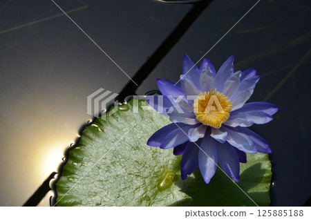 A vibrant blue tropical water lily 125885188