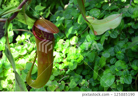 Ubobodokazura (Nepentes) Ubobodokazura (Nepentes) 125885190
