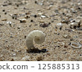Seashell launched on the beach 125885313