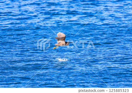 A beautiful pair of black-crowned night herons (Ardeidae) in flight. Hirizohama Nakagi Minamiizu Town Izu Peninsula Shizuoka Prefecture 2024 A beautiful pair of black-crowned night herons (Ardeidae) in flight. Hirizohama Nakagi Minamiizu Town Izu Peninsula Shizuoka Prefecture 2024 125885323