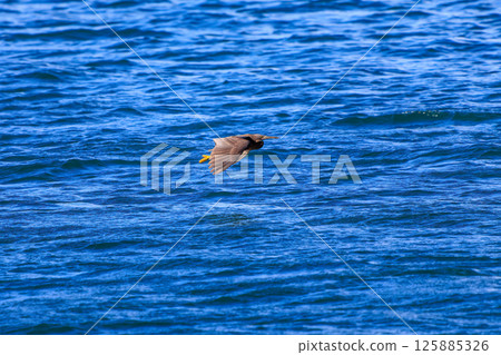一對美麗的夜鷺（鷺科）正在飛行。 Hirizohama Nakagi 南伊豆鎮 伊豆半島 靜岡縣 2024 125885326
