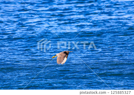一對美麗的夜鷺(鷺科)正在飛行。 Hirizohama Nakagi 南伊豆鎮 伊豆半島 靜岡縣 2024 一對美麗的夜鷺(鷺科)正在飛行。 Hirizohama Nakagi 南伊豆鎮 伊豆半島 靜岡縣 2024 125885327