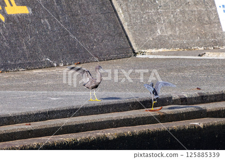 一對美麗的夜鷺(鷺科)正在飛行。 Hirizohama Nakagi 南伊豆鎮 伊豆半島 靜岡縣 2024 一對美麗的夜鷺(鷺科)正在飛行。 Hirizohama Nakagi 南伊豆鎮 伊豆半島 靜岡縣 2024 125885339