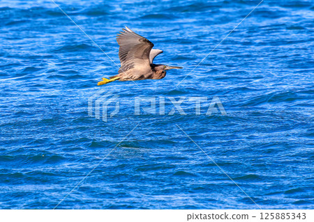 A beautiful pair of black-crowned night herons (Ardeidae) in flight. Hirizohama Nakagi Minamiizu Town Izu Peninsula Shizuoka Prefecture 2024 A beautiful pair of black-crowned night herons (Ardeidae) in flight. Hirizohama Nakagi Minamiizu Town Izu Peninsula Shizuoka Prefecture 2024 125885343