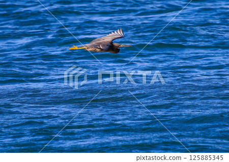 一對美麗的夜鷺（鷺科）正在飛行。 Hirizohama Nakagi 南伊豆鎮 伊豆半島 靜岡縣 2024 125885345