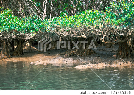 [#Amami Oshima] Mangrove virgin forest 125885396