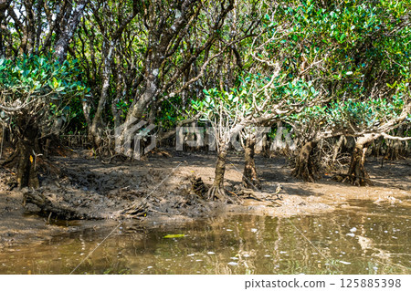 【#奄美大島】紅樹林原始森林 125885398