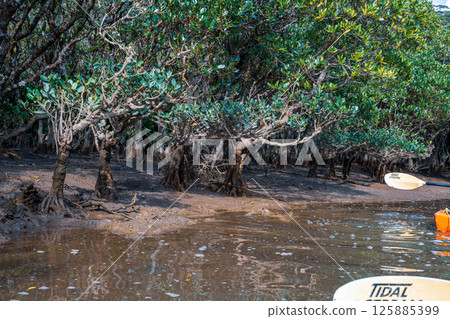 【#奄美大島】紅樹林原始森林 【#奄美大島】紅樹林原始森林 125885399