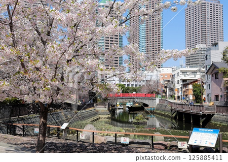 Tokyo cityscape: Cherry blossoms in Tsukuda Park Tokyo cityscape: Cherry blossoms in Tsukuda Park 125885411