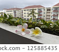 Plumeria blooming on the resort balcony 125885435