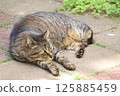 Stray cat relaxing in a garden in early summer 125885459