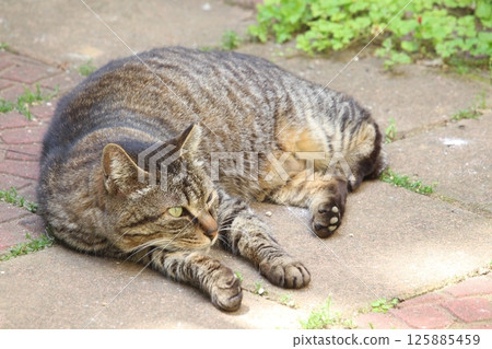 Stray cat relaxing in a garden in early summer 125885459