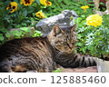 Stray cat relaxing in a garden in early summer 125885460