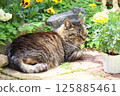 Stray cat relaxing in a garden in early summer 125885461