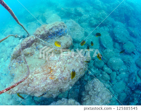 成群的蝴蝶魚、鯰魚、鯛魚、藍雀鯛、兔魚等等。廣座浜 中木 南伊豆町 伊豆半島 125885545
