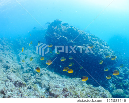 成群的蝴蝶魚、鯰魚、鯛魚、藍雀鯛、兔魚等等。廣座浜 中木 南伊豆町 伊豆半島 成群的蝴蝶魚、鯰魚、鯛魚、藍雀鯛、兔魚等等。廣座浜 中木 南伊豆町 伊豆半島 125885546