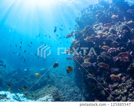 成群的蝴蝶魚、鯰魚、鯛魚、藍雀鯛、兔魚等等。廣座浜 中木 南伊豆町 伊豆半島 125885547