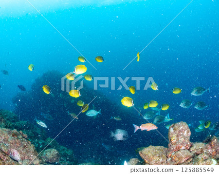 成群的蝴蝶魚、鯰魚、鯛魚、藍雀鯛、兔魚等等。廣座浜 中木 南伊豆町 伊豆半島 125885549