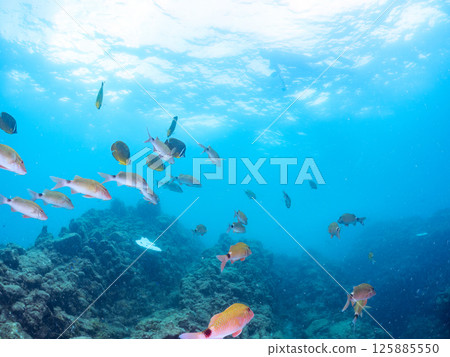 成群的蝴蝶魚、鯰魚、鯛魚、藍雀鯛、兔魚等等。廣座浜 中木 南伊豆町 伊豆半島 125885550