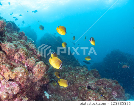 成群的蝴蝶魚、鯰魚、鯛魚、藍雀鯛、兔魚等等。廣座浜 中木 南伊豆町 伊豆半島 成群的蝴蝶魚、鯰魚、鯛魚、藍雀鯛、兔魚等等。廣座浜 中木 南伊豆町 伊豆半島 125885555
